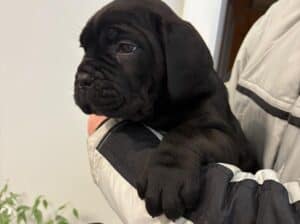 stenci cane corso