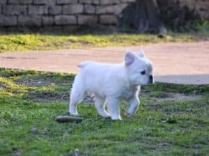 Fluffy muzijak francuskog buldoga
