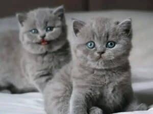 British shorthair kittens