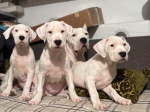 Dogo Argentino, štene