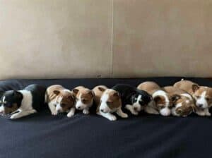 Basenji (Basendži) štenci crveno-beli i trobojni