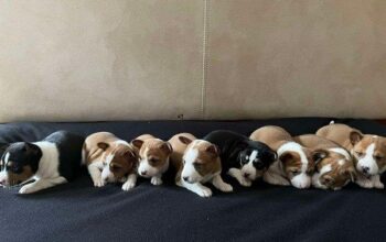 Basenji (Basendži) štenci crveno-beli i trobojni