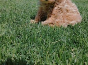 Maltipoo prelepi stenci