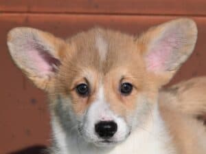 Velski korgi/Welsh Corgi Pembroke štenci