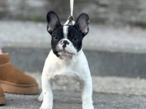 Francuski buldog