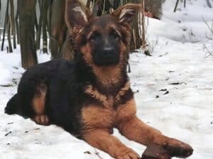 Nemački ovčar izvanredno štene Beograd