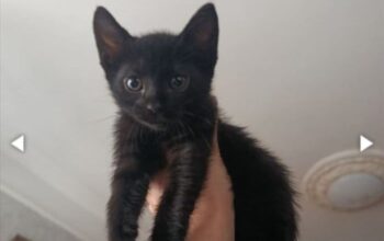 Nezna i umiljata maca