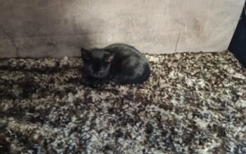 Vesela i hrabra maca