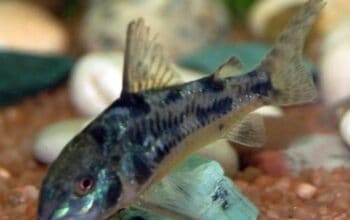 Muljas-Corydoras