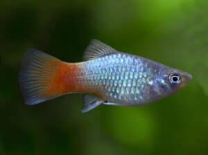 Rainbow Platy