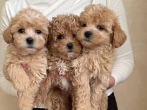 Adorable Maltipoo babies