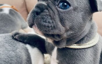 Francuski Buldog plavi i merle egzoticni