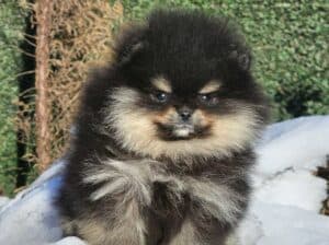 Pomeranac Boo medvedići, Pomeranski špic štenci