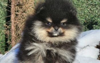 Pomeranac Boo medvedići, Pomeranski špic štenci