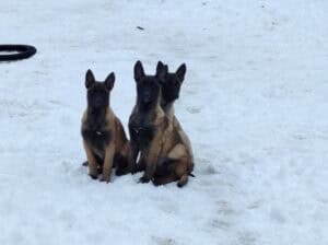 Belgijski ovčar Malinoa