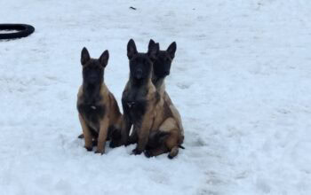 Belgijski ovčar Malinoa