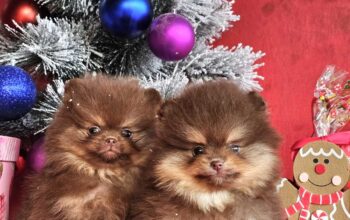 Pomeranac BOO medvedići, Pomeranski Špic štenci