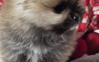 Pomeranac prelepi štenci