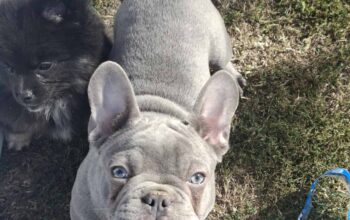Sivi francuski buldog