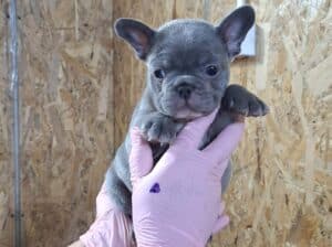 Sivi plavi francuski buldog