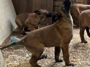 Belgijski Ovčar Malinoa