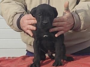 Cane corso štenci Kane korso štenci
