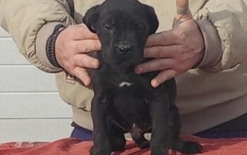 Cane corso štenci Kane korso štenci