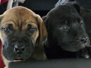 Juznoafricki mastif Boerboel