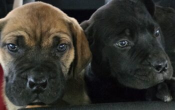 Juznoafricki mastif Boerboel