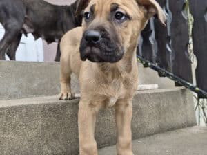 Bandog štenci na prodaju