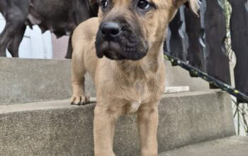 Bandog štenci na prodaju
