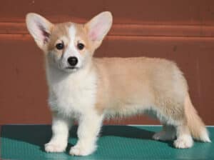 Velski korgi/Welsh Corgi Pembroke štenci