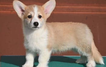 Velski korgi/Welsh Corgi Pembroke štenci