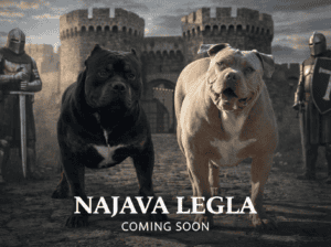 American Bully XL, Američki Buli štenci