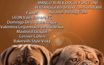 Bordoška Doga prelepi štenci