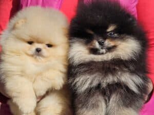 Pomeranac BOO medvedići, Pomeranski Špic štenci