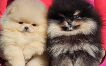 Pomeranac BOO medvedići, Pomeranski Špic štenci