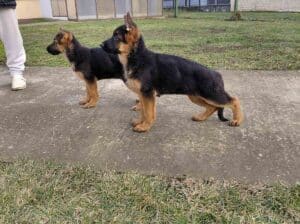 Nemacki ovcar prelepi stenci