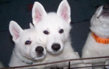 Beli Švajcarski Ovčar štenci