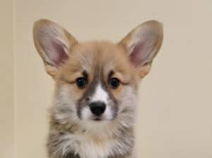 Velški Korgi Pembrok prelepi štenci