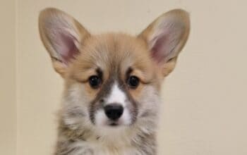 Velški Korgi Pembrok prelepi štenci