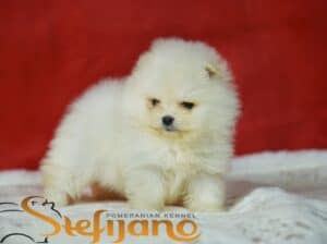 Pomeranac Boo medvedići, Pomeranski špic štenci