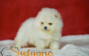 Pomeranac Boo medvedići, Pomeranski špic štenci