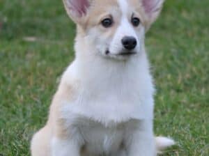 Velski korgi/Welsh Corgi Pembroke