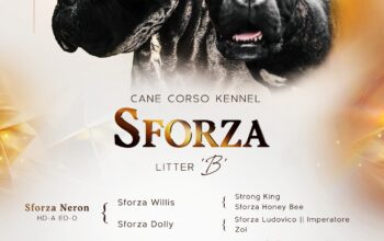 Cane Corso prelepi štenci