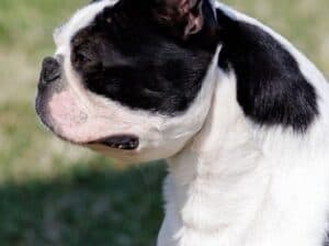 Boston terrier zreli muzjak