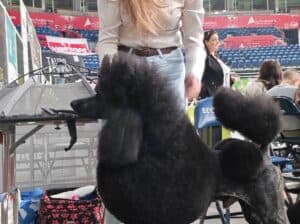 Šampionsko leglo: Crne Standardne Pudle vrhunskog