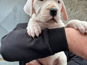 Dogo Argentino štenci