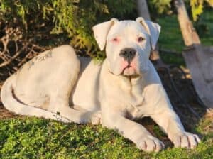 Dogo Argentino prvobirano musko stene