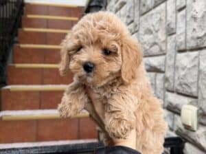 Maltipoo vrhunske genetike